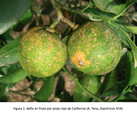 C mo Combatir El Piojo Rojo De California Fitogar C mo Combatir El Piojo Rojo De California Fitogar